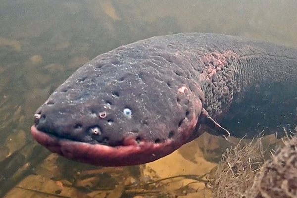 Electric eels, native to the Amazon region, are known for delivering powerful, painful jolts to prey, would-be predators, and the occasional human. But much less is known about their reproduction.