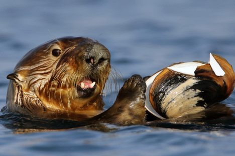 West Coast sea otters are picking up Sarcocystis neurona from opossums via clams—a complex transmission chain exacerbated by human-induced "pathogen pollution." 