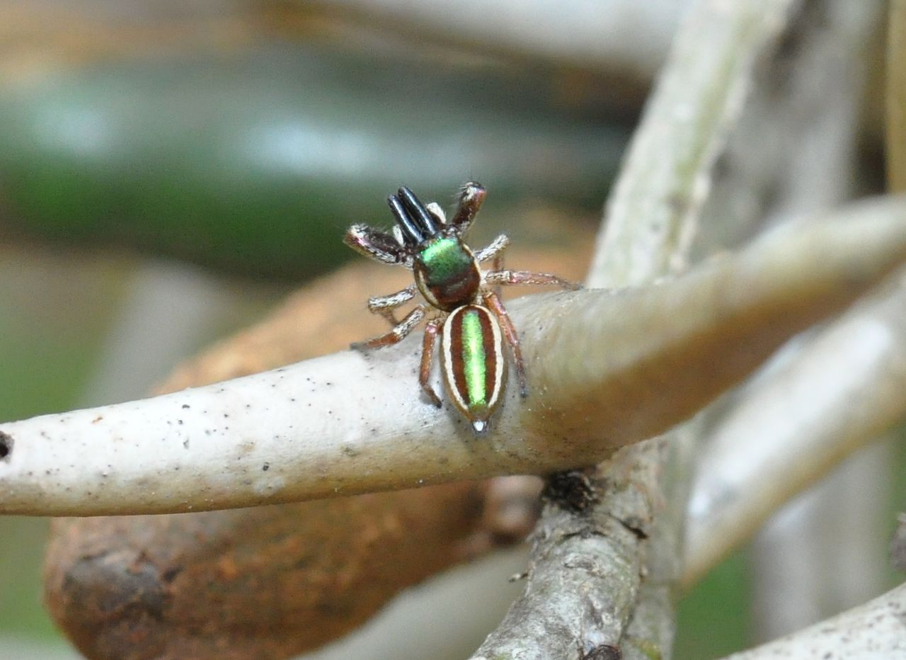 Hey little veggie spider!