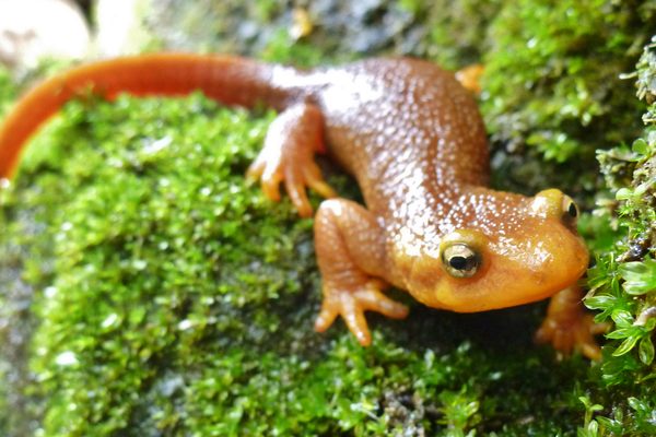California newts (pictured) and rough-skinned newts face danger when they travel from their wooded habitat in the Santa Cruz Mountains to Lexington Reservoir, where they breed.