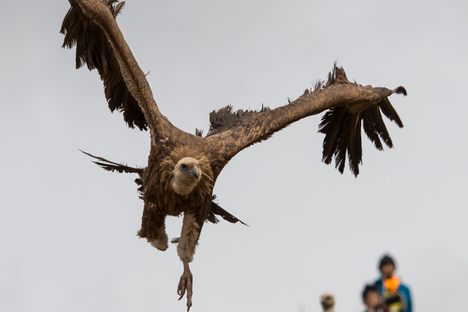 Eurasian griffon (vulture) contributing to the ritual
