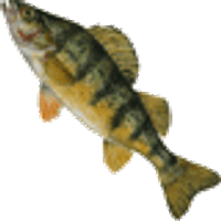 Profile image for pughbateman34xoykno