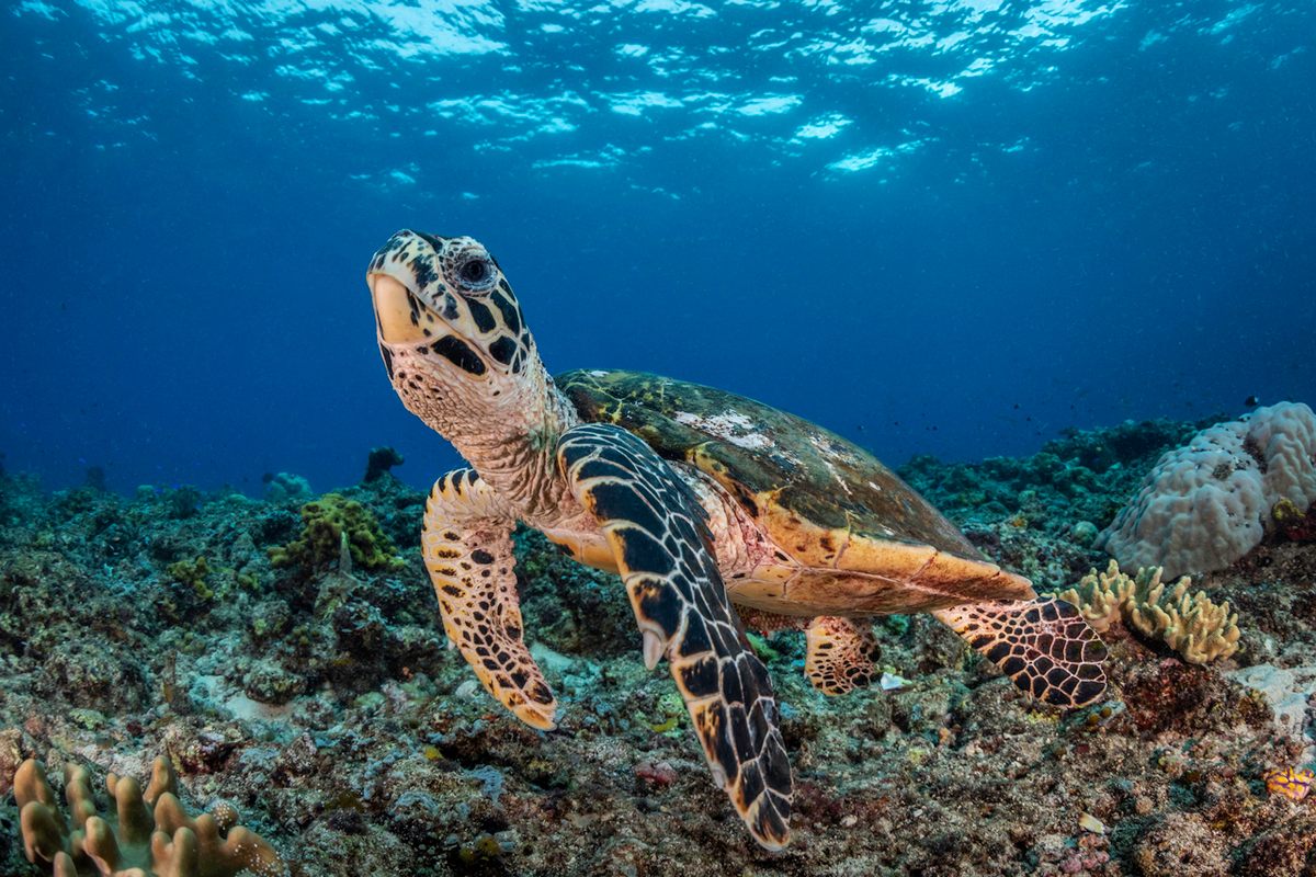A hawksbill turtle, one of the rare sea creatures found in the Galápagos.
