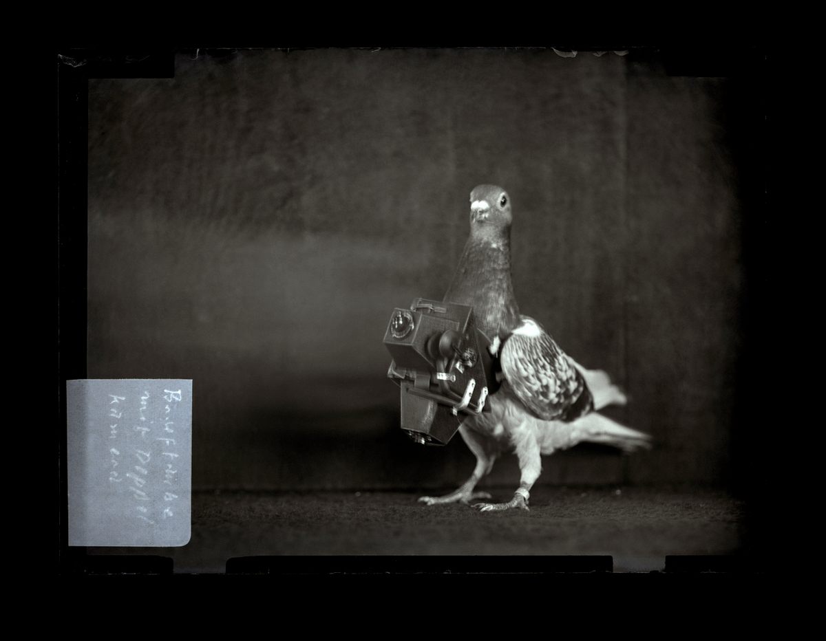 One of Neubronner's pigeons, with camera.