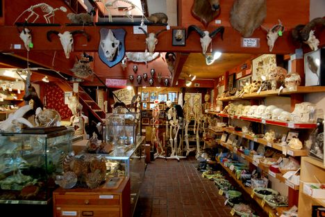 The Bone Room