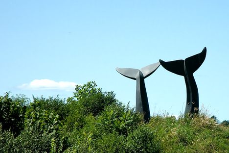 Whale tails
