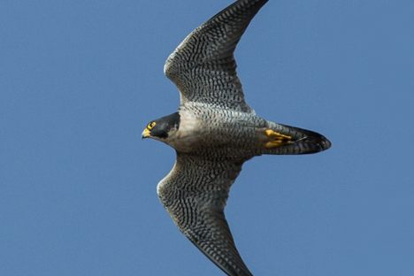 Peregrine falcon. 