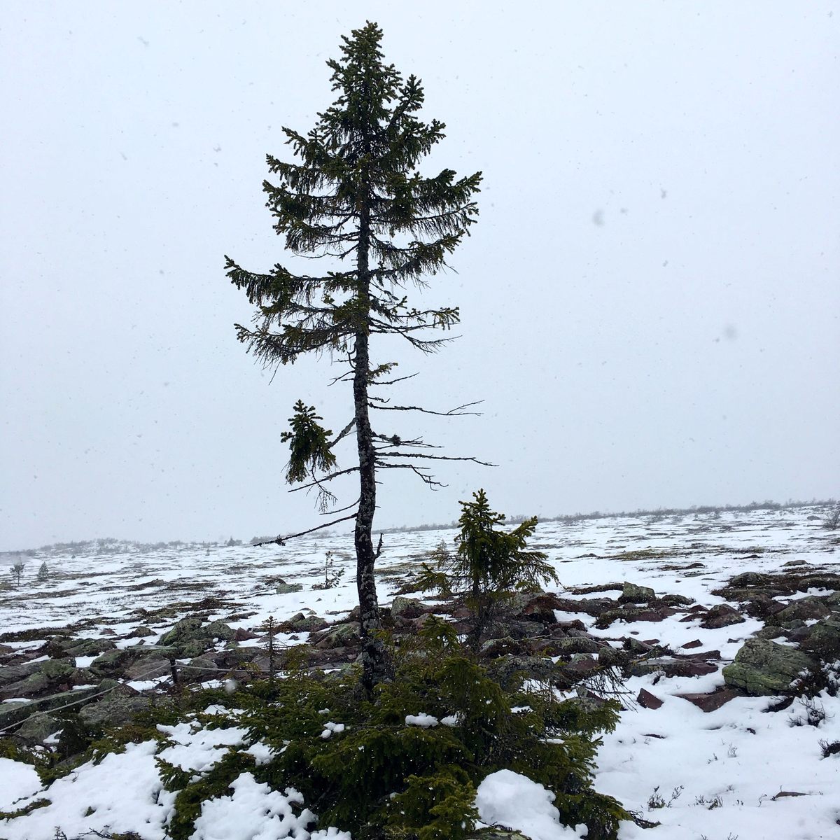 In Sweden, scrappy Old Tjikko stands only 16 feet tall—but its root system is more than 9,500 years old.