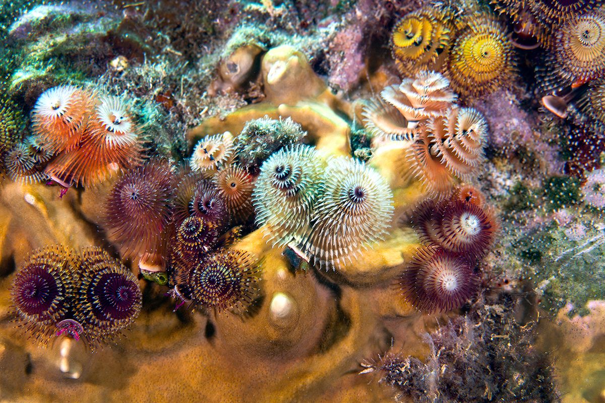Lighthouse keepers in the Keys are pretty isolated. But they have a few colorful neighbors to keep them company.