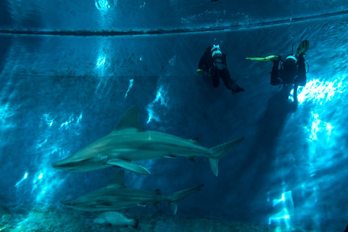 It Takes a Lot of Odd Jobs to Keep a Massive Aquarium Running - Atlas  Obscura