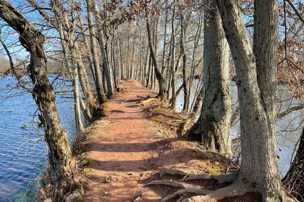 Devil's Tree – Bernards Township, New Jersey - Atlas Obscura