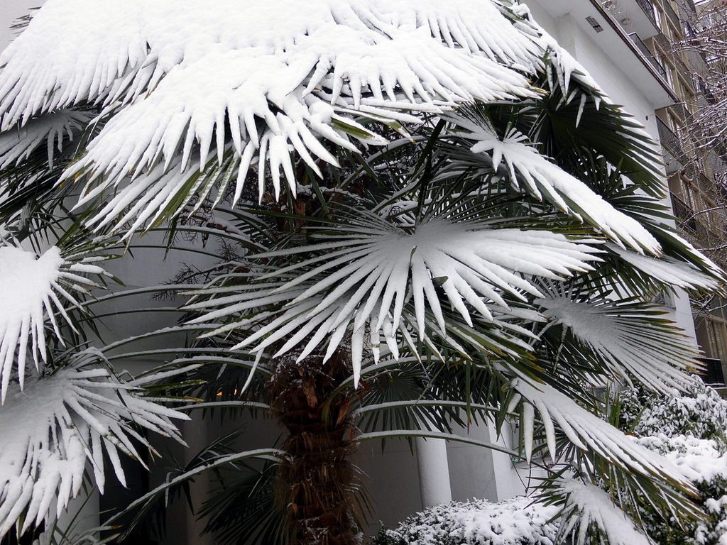 Palm trees in Antarctica? Coconuts!, Climate science