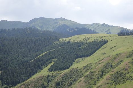 Eki-Naryn Forest Swastika.