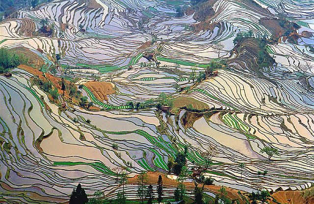 Honghe Hani Rice Terraces 