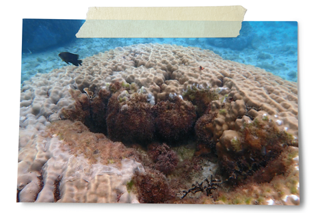 The Underwater Farms of Okinawa's Damselfish (Ōdo Beach)