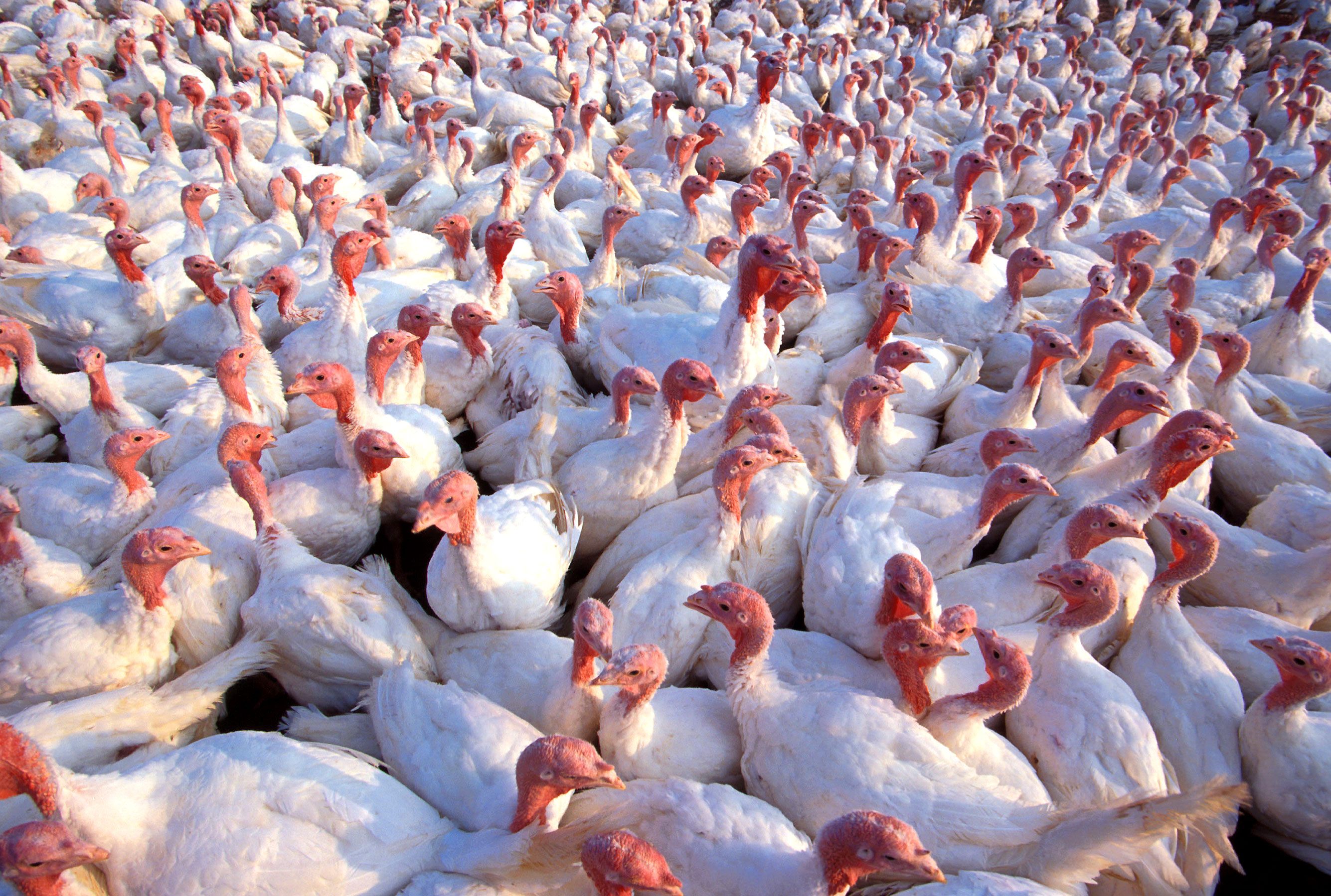 White turkeys have become the commercial norm, though the speed at which they grow means their prodigious meat is pretty tasteless.