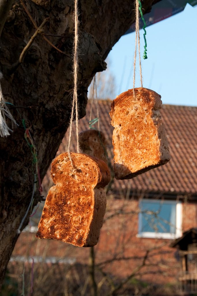 Toast swinging from an apple tree.
