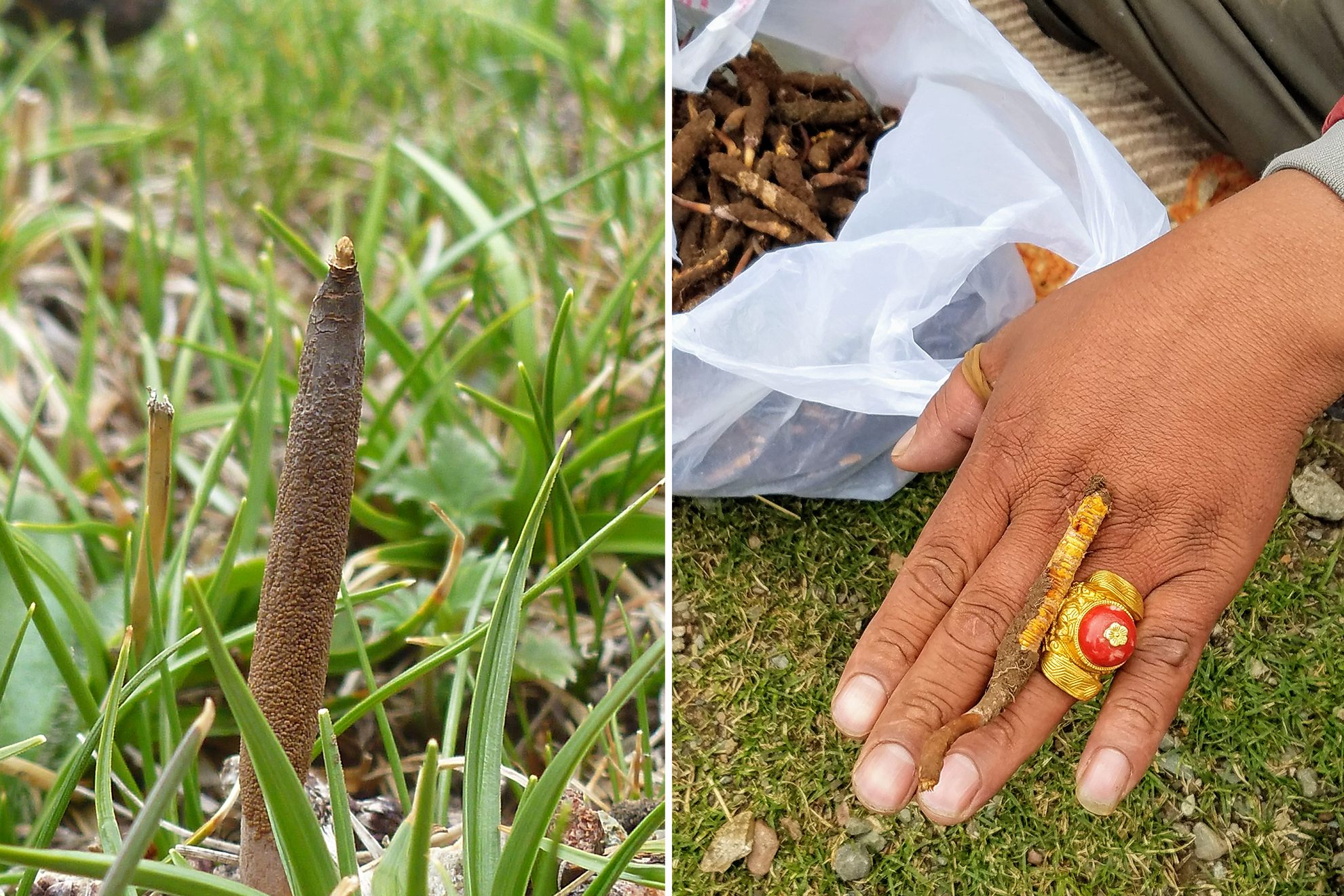 A caterpillar fungus in the ground (left) and a trader showing a piece he bought for about $15.