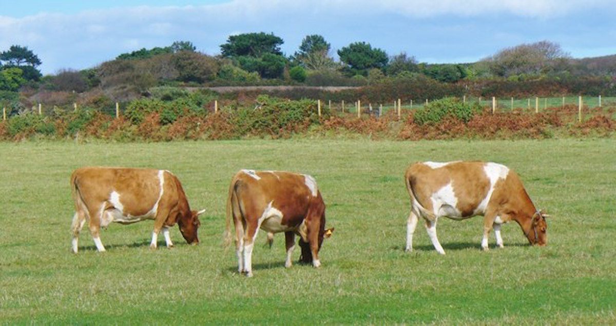 Guernsey cows once grazed on the island of Sark, and locals hope they will come again.