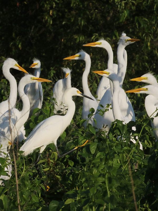 Egret Colony on Subway Island