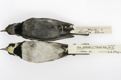Specimens from 1904 and 1966 look almost like different species of songbird.
