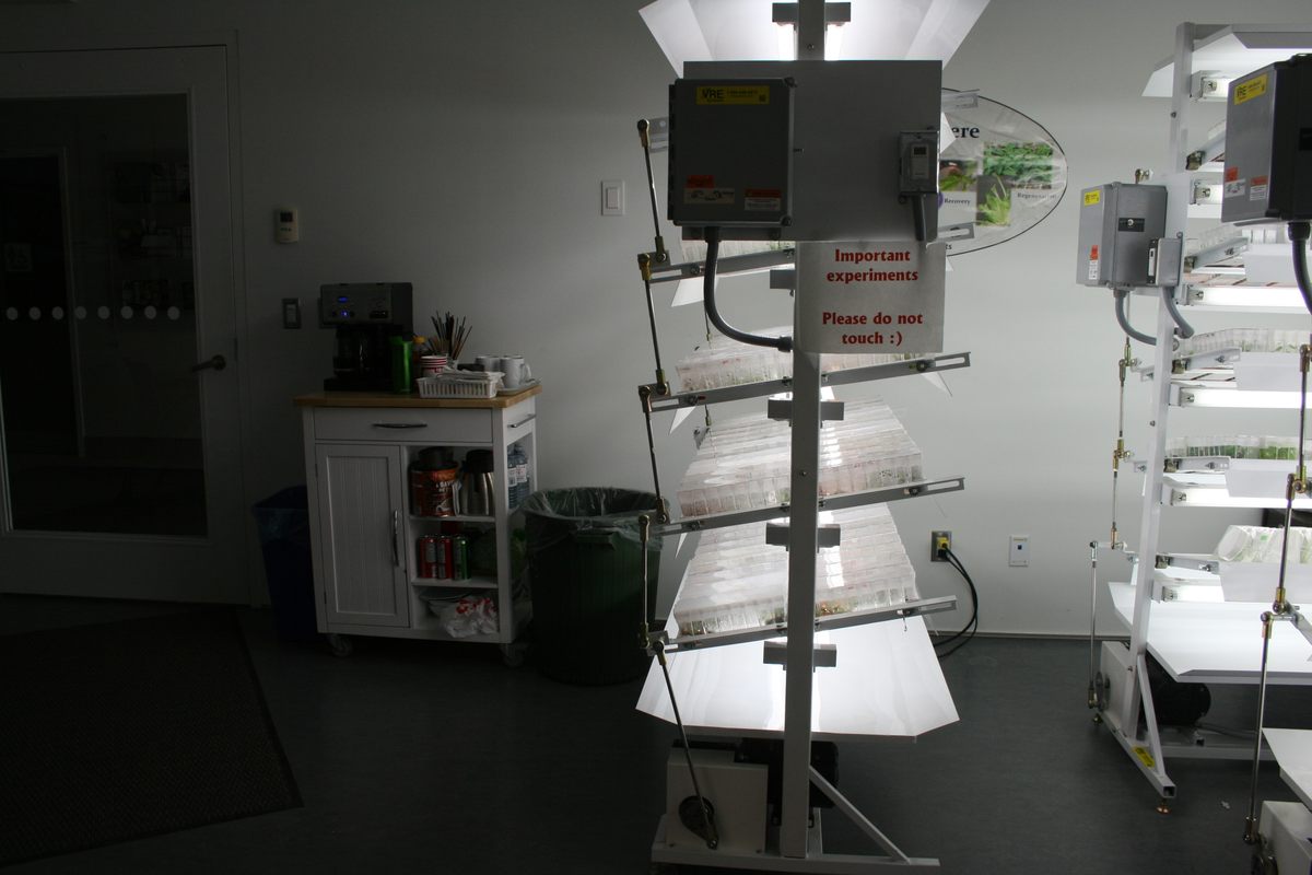 Baby hazelnut trees tilt back and forth on specially programmed racks.
