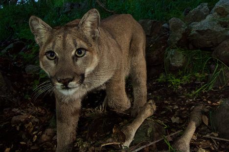 A puma, with prey, caught in a camera trap. 