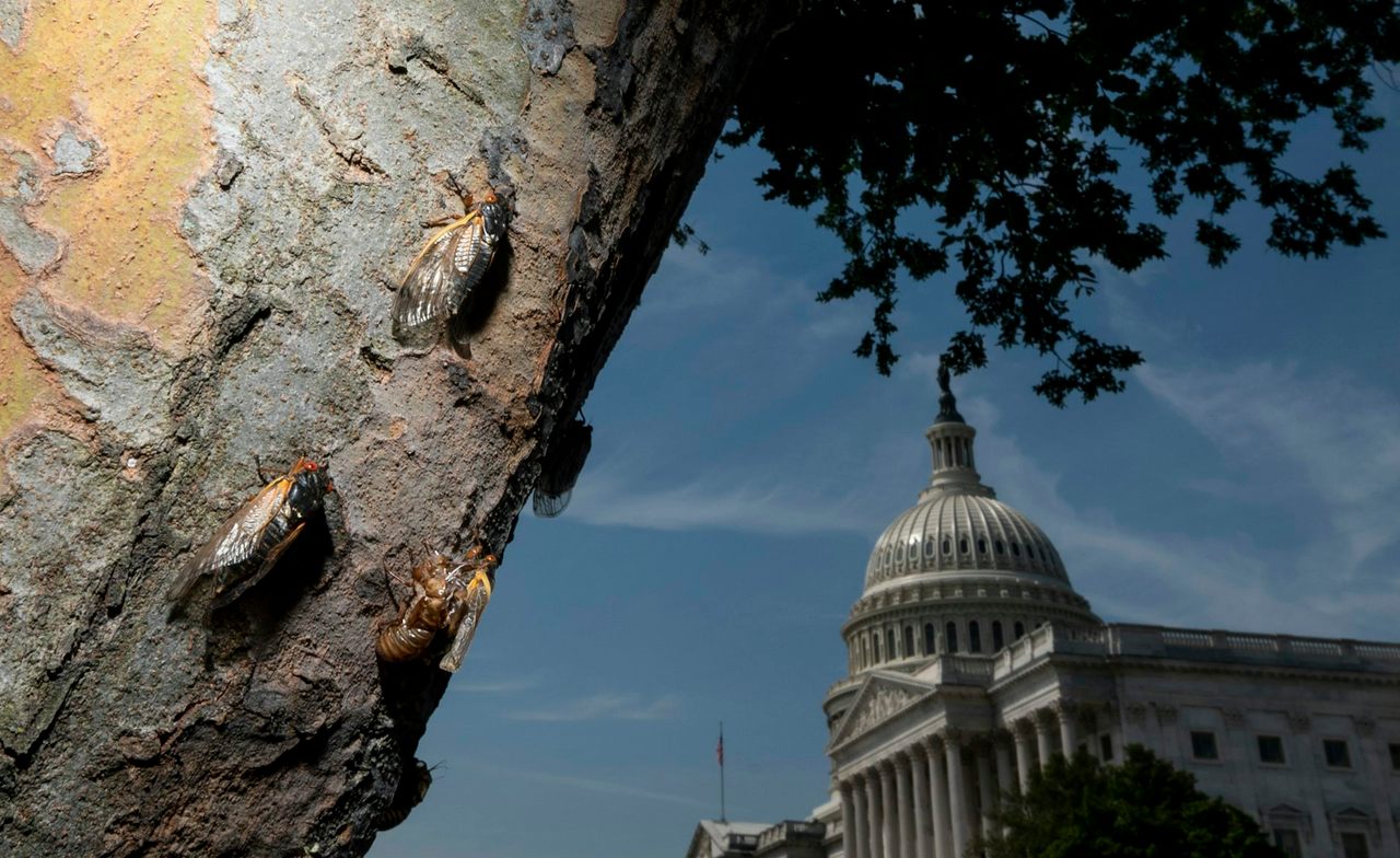 Cicadas climb up a tree at the U.S. Capitol in Washington, D.C., during the Brood X emergence in 2021.