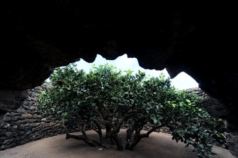 The walls of this giardino pantesco (Pantelleria garden) protect one immense citrus tree.