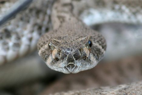 Rattlesnakes can be deadly in car crashes.