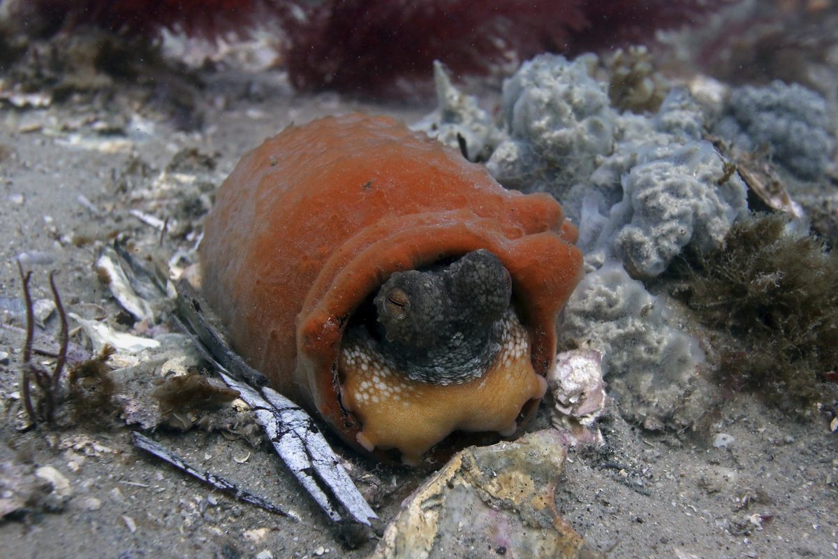 A sponge-encrusted jar provides a perfect sleeping bag.