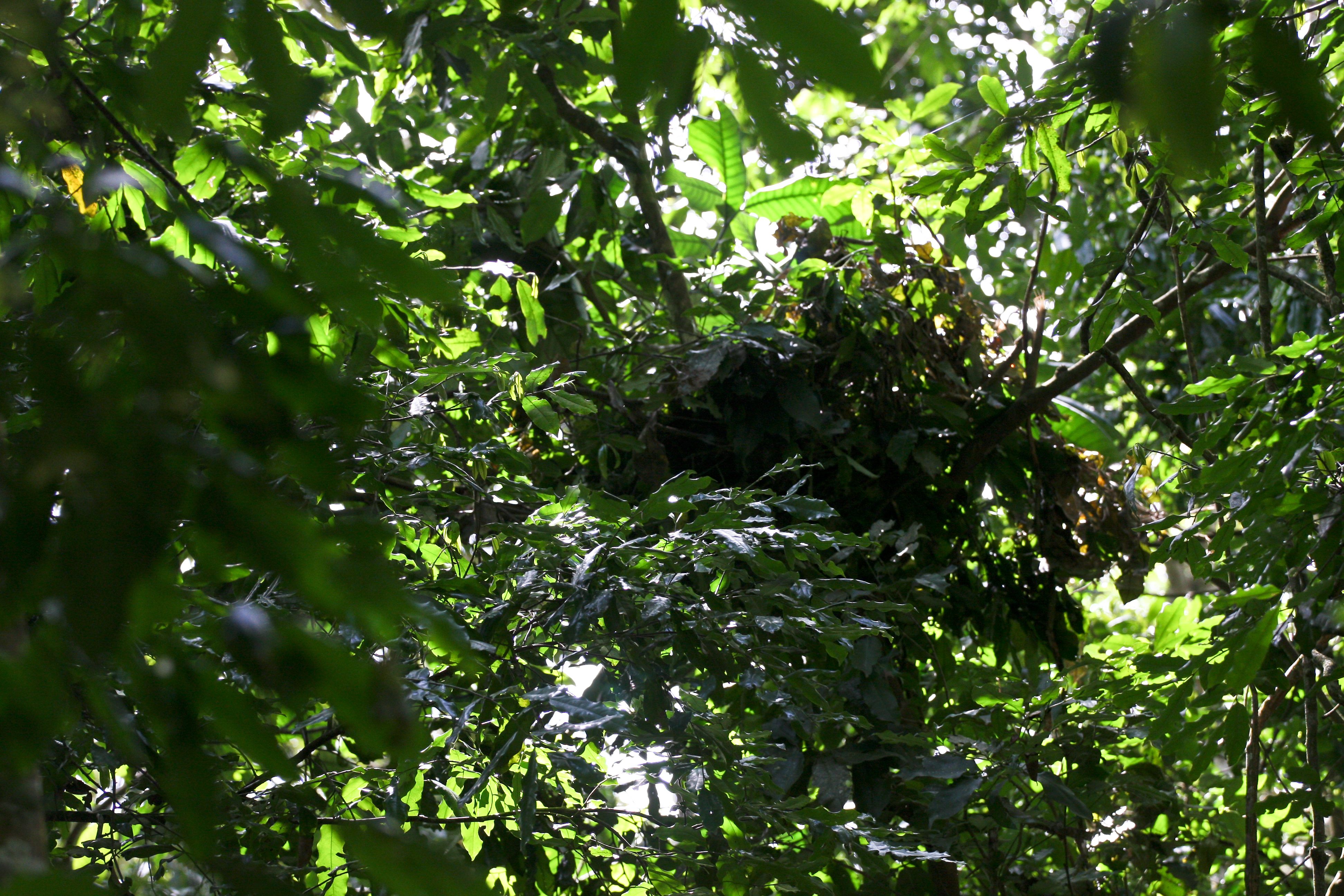 Chimps sleep in nests, but they only spend a single night in each one.