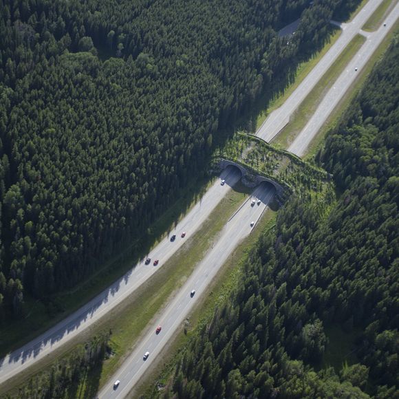 How wildlife bridges over highways make animals—and people—safer