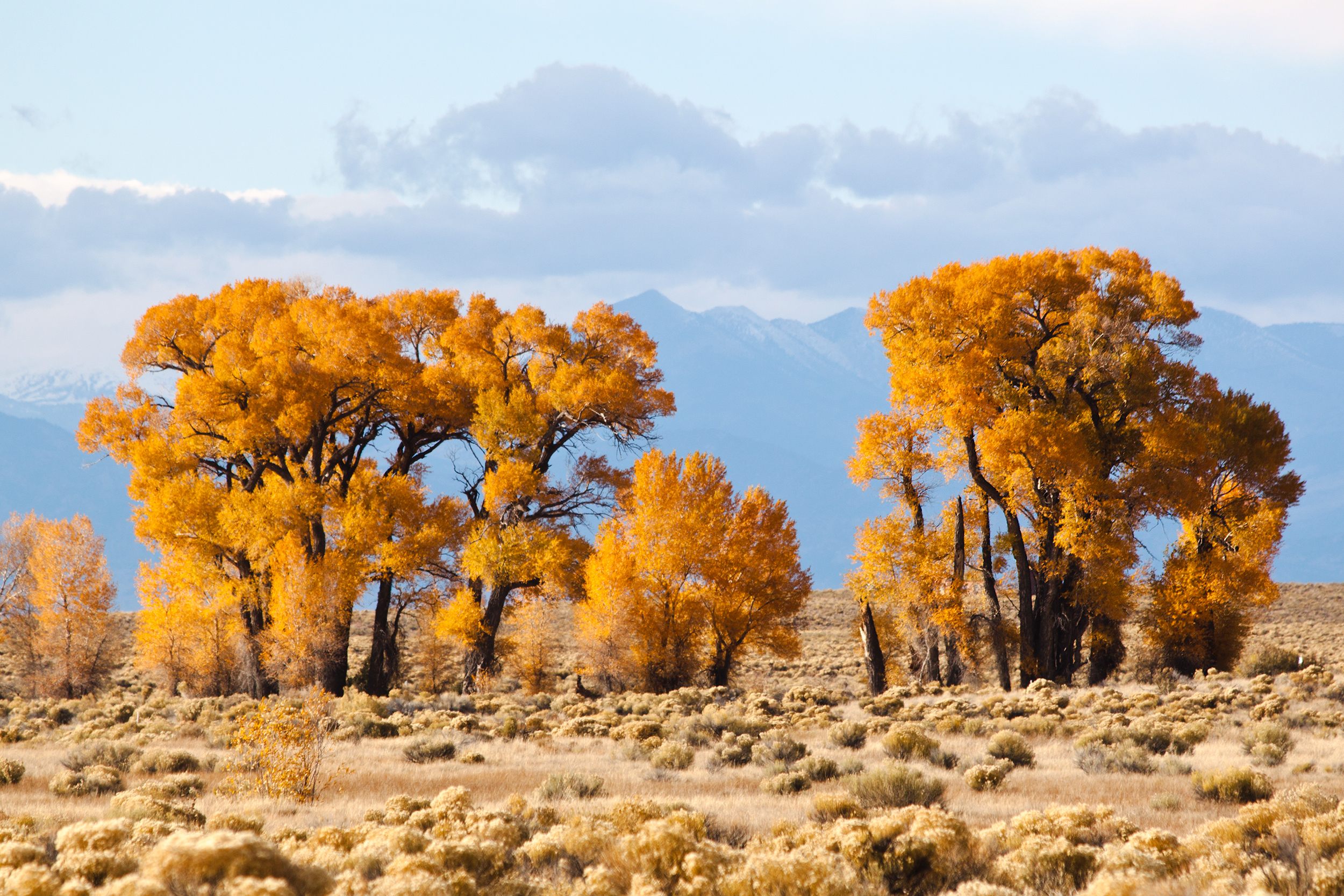 Narrowleaf cottonwoods in Colorado.