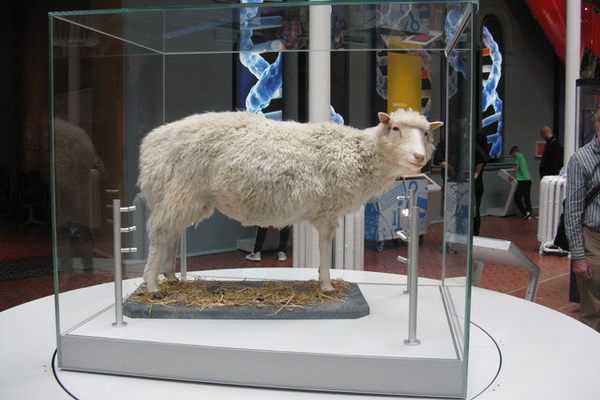 Dolly at the National Museum of Scotland.