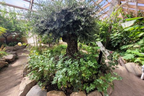 Sweden's Oldest Olive Tree