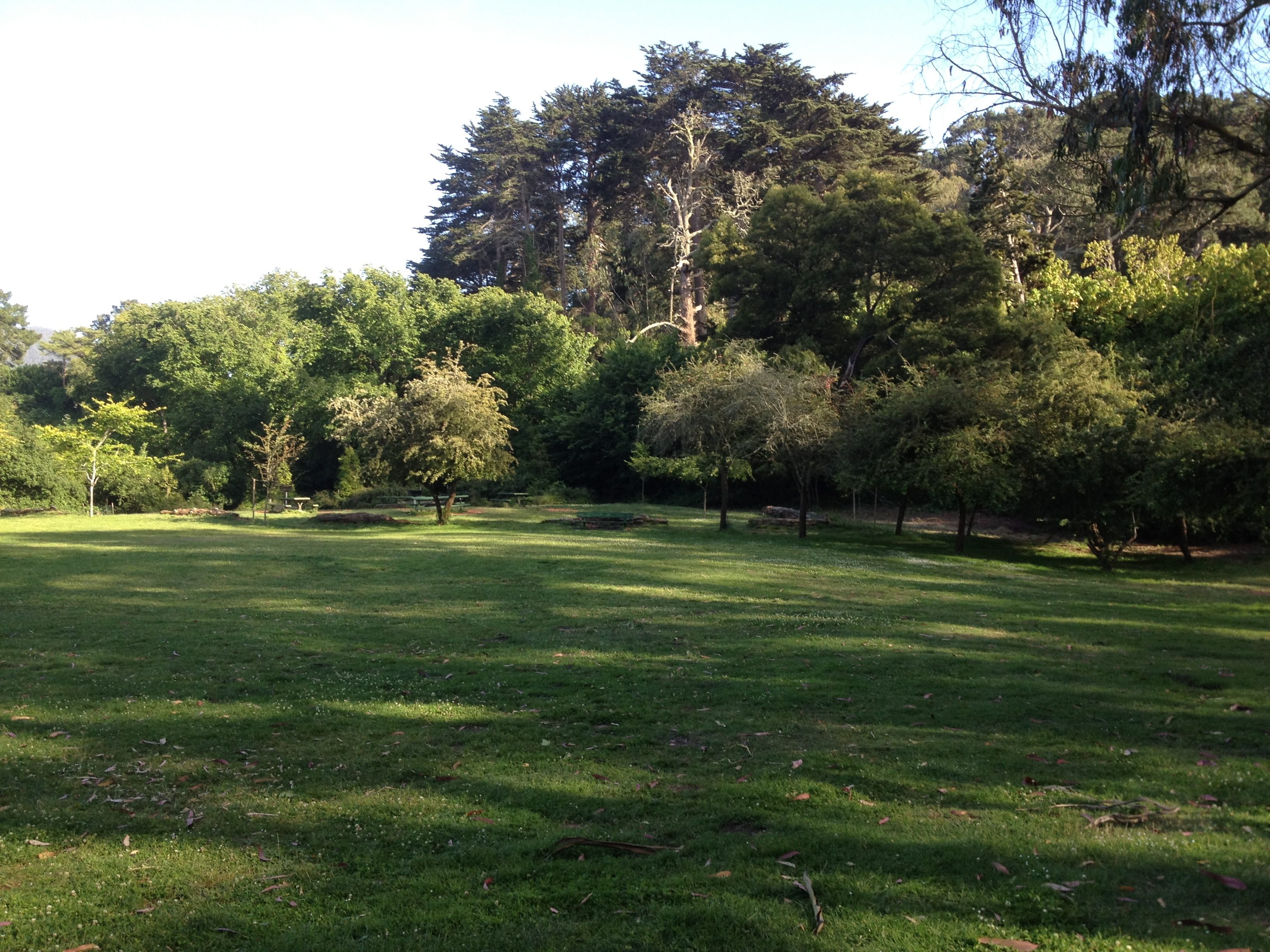 Arch of Colonial Trees in San Francisco