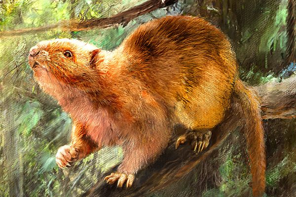 An artist's rendering of one of the three new giant cloud rat species.
