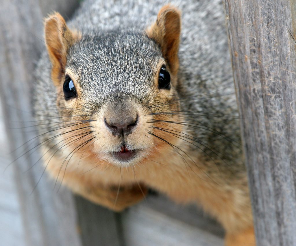 Is A Squirrel Smarter Than A Fifth-Grader? - Atlas Obscura