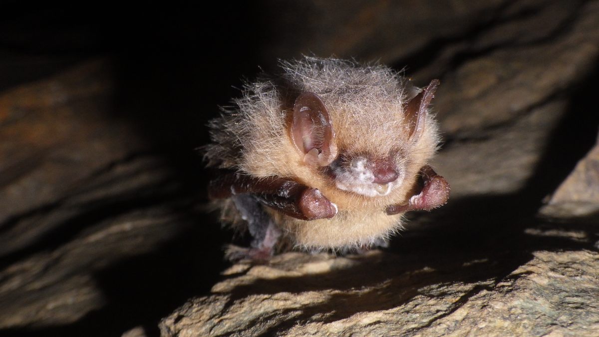 A tricolored bat stricken by the snowy fungus.