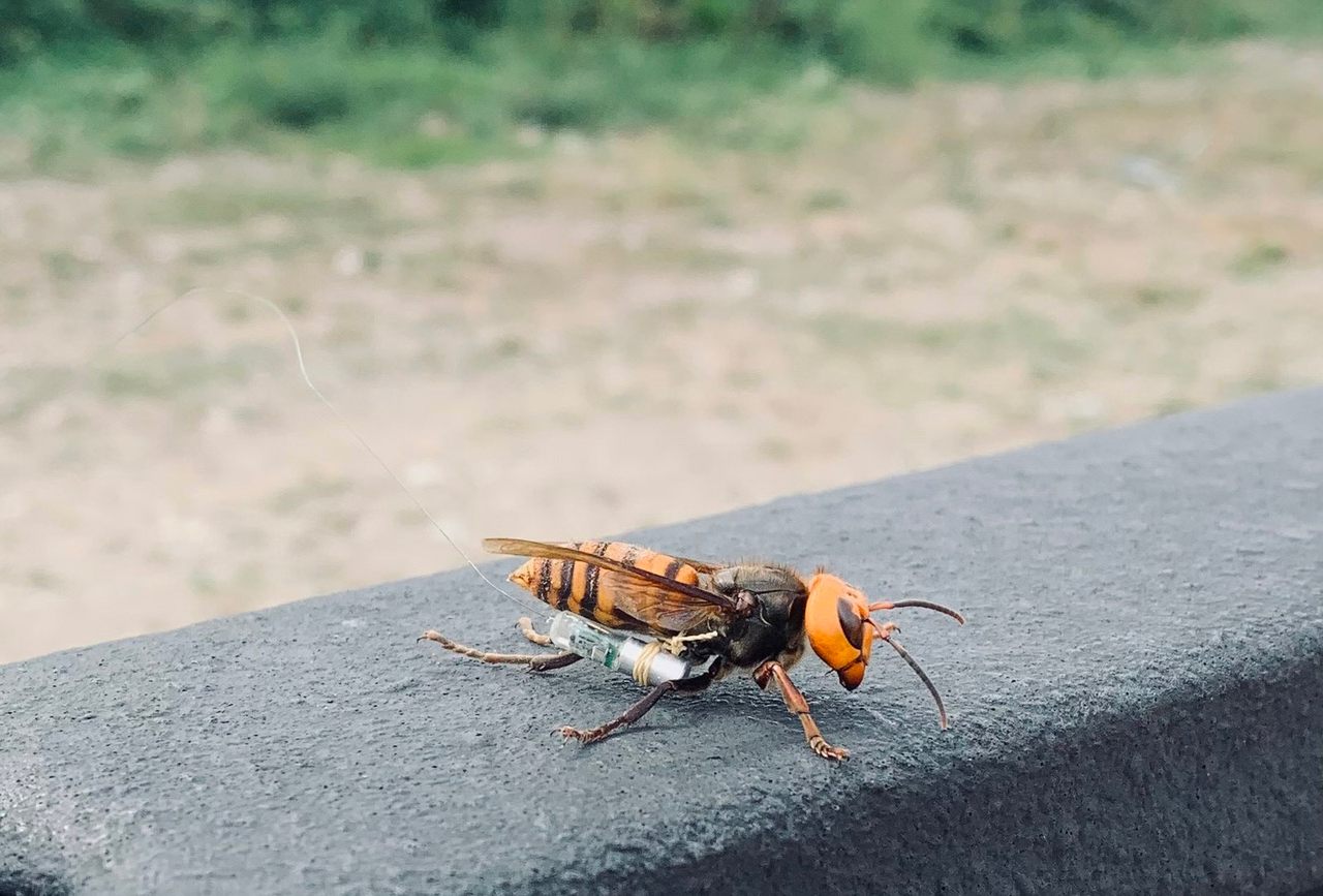 USDA and Washington State agriculture officials tagged this Asian giant hornet. Sept. 10, 2021.