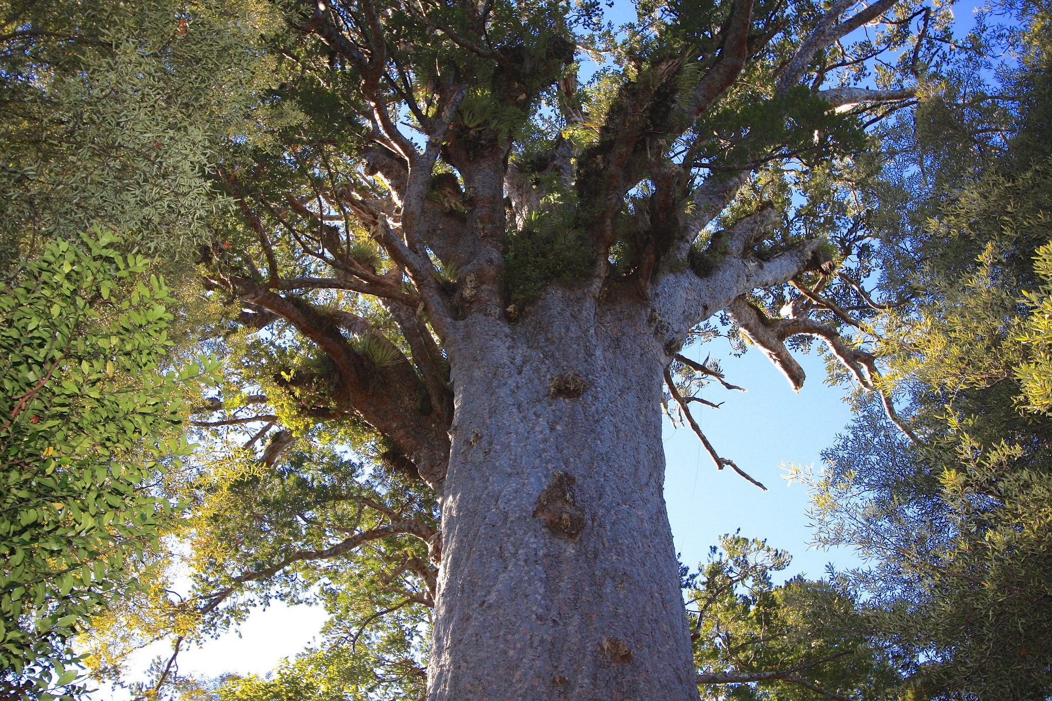 Tāne Mahuta