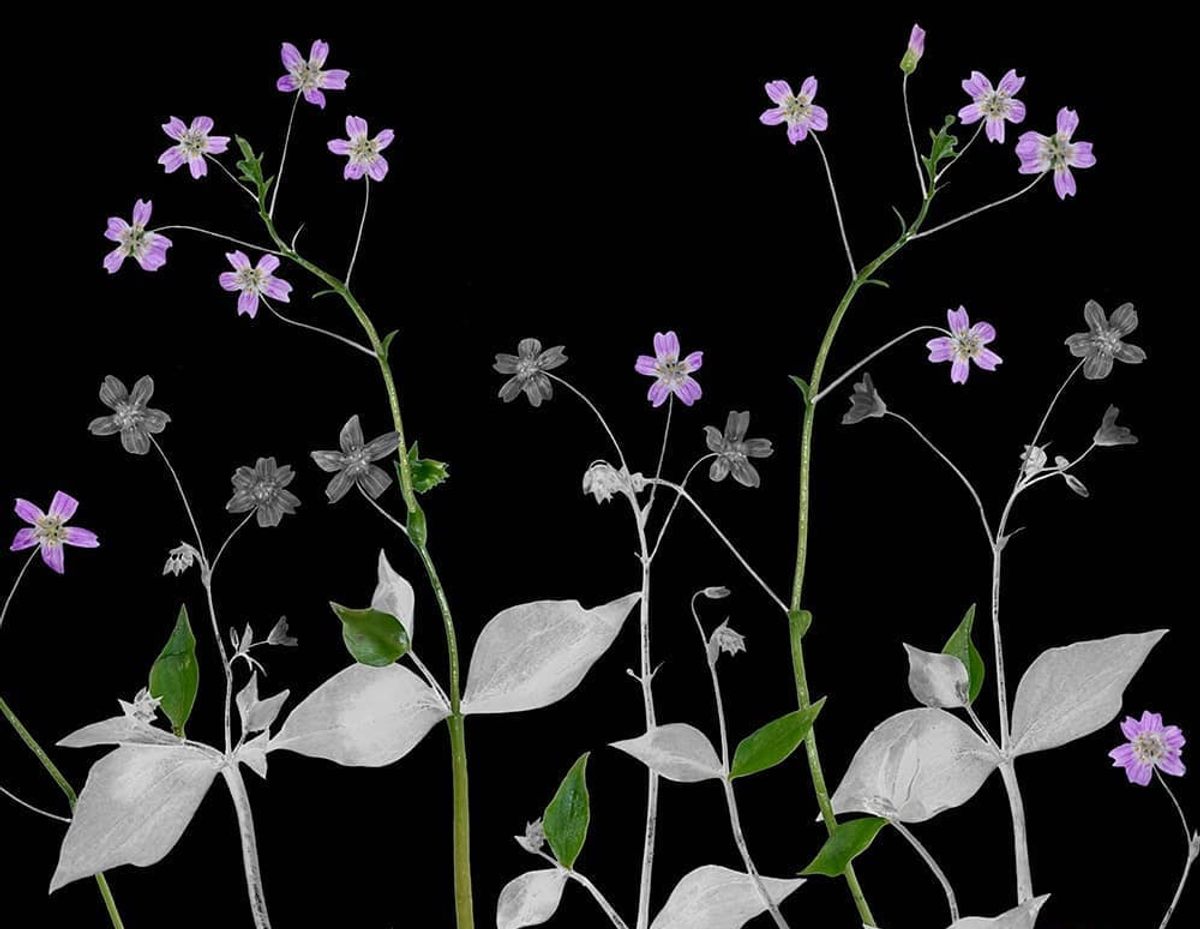 A detail of a recent photograph of miner's lettuce.