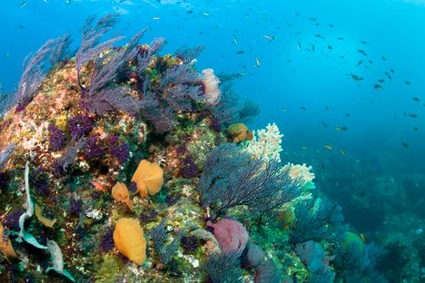 Thanks to its years as a penal colony, Islas Marías has beautifully untouched reef systems.