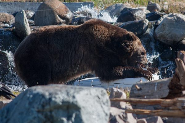 A bear successfully destroying a cooler to get to the food inside.