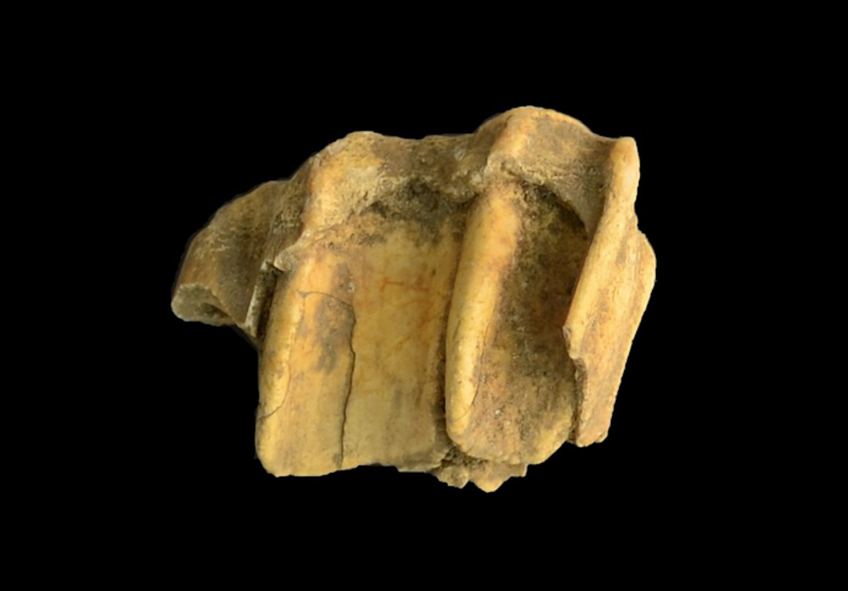This tooth fragment, from the site of Puerto Real, contains the oldest genetic material from a domestic horse in the Americas.
