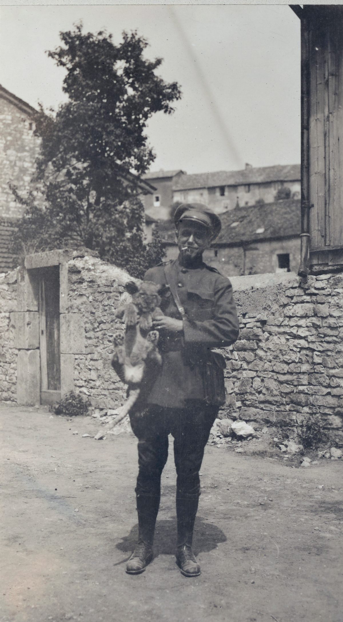 Sam, the regimental lion cub mascot with the American forces in Frank.