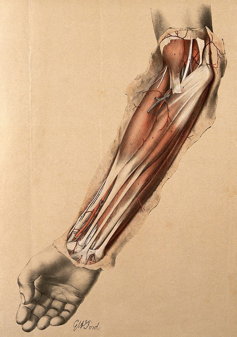 A lithograph of a dissection of a forearm by G.H. Ford, 1863.