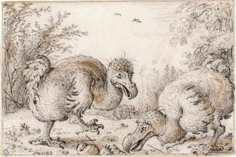 The Scientific Squabble Over the Dodo Tree