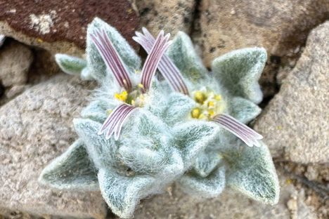 The first photo of the “woolly devil” made a stir among botanists when Deb Manley uploaded it to iNaturalist in March 2024.